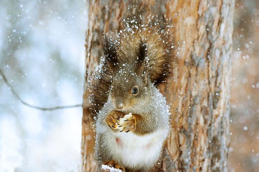 Detail Squirrel Hd Nomer 49