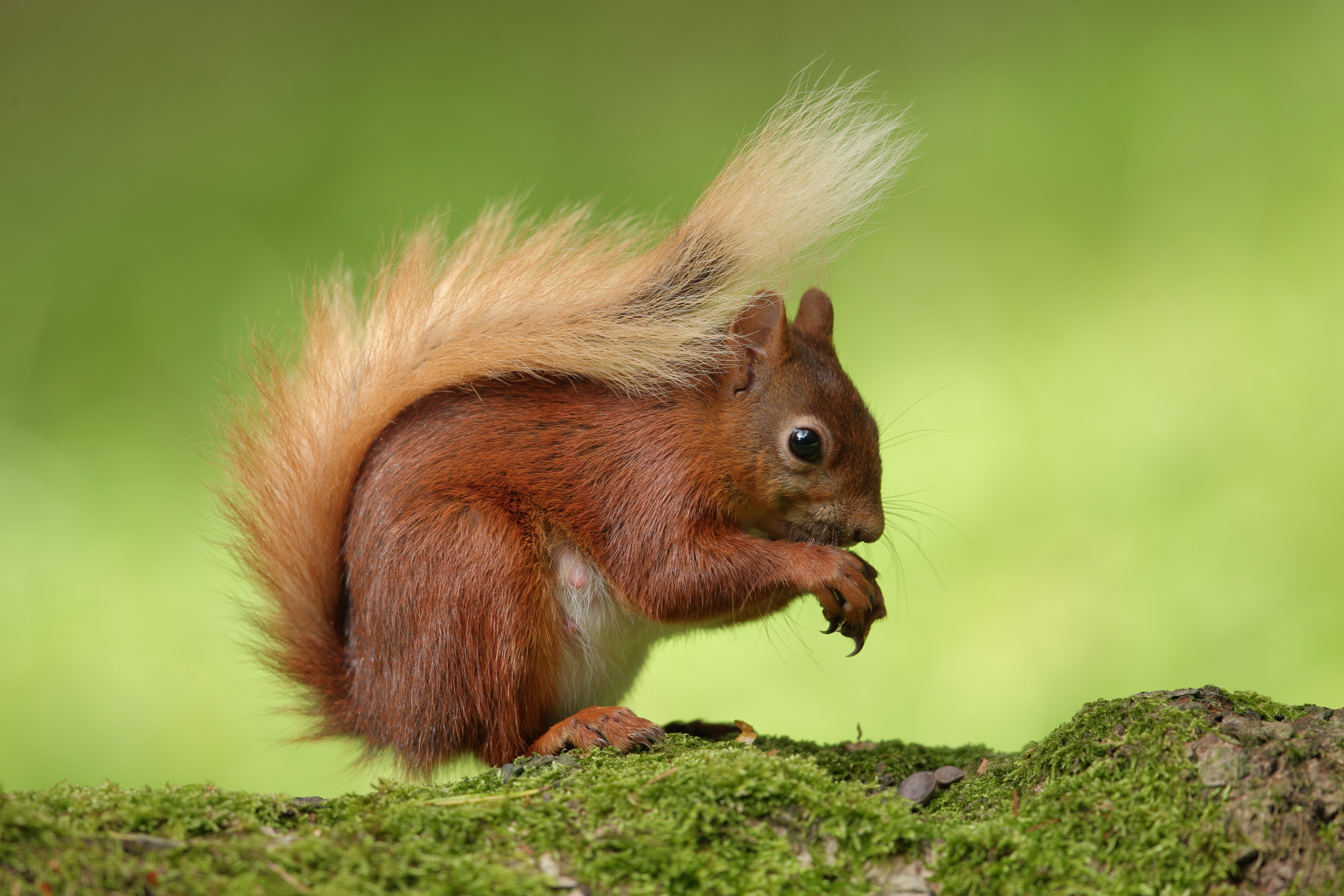 Detail Squirrel Hd Nomer 7