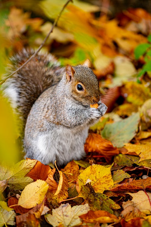 Detail Squirrel Hd Nomer 8