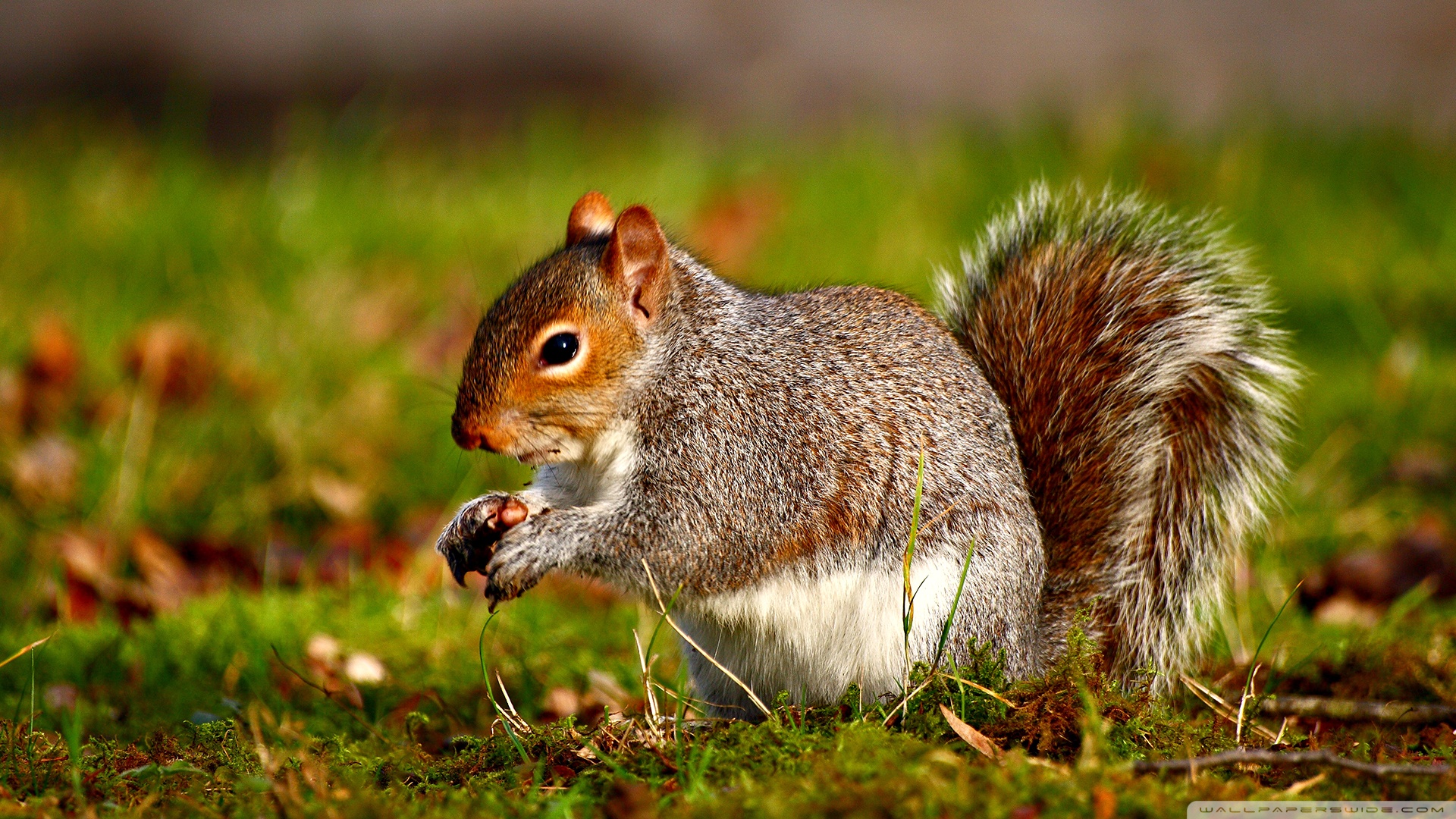 Detail Squirrel Hd Nomer 9