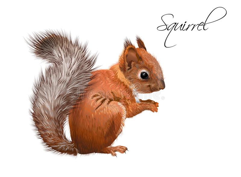 Detail Squirrel Illustrations Nomer 5