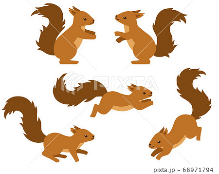 Detail Squirrel Illustrations Nomer 8