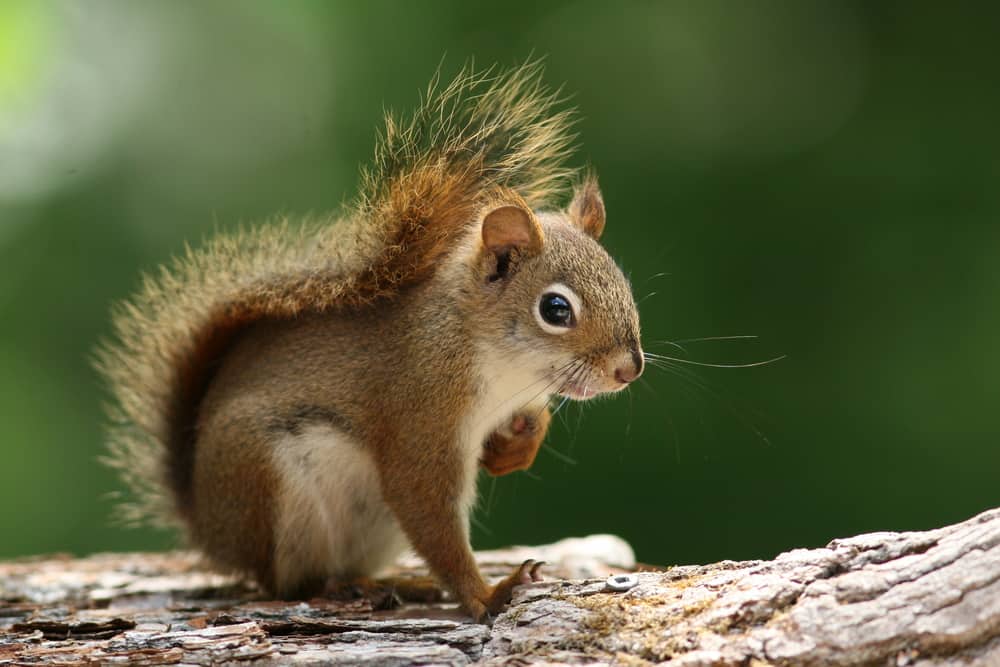 Detail Squirrel Images Nomer 44