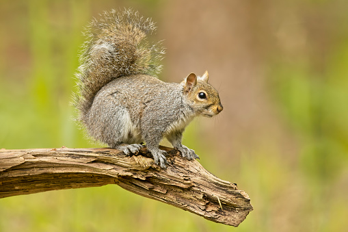 Detail Squirrel Images Free Nomer 4