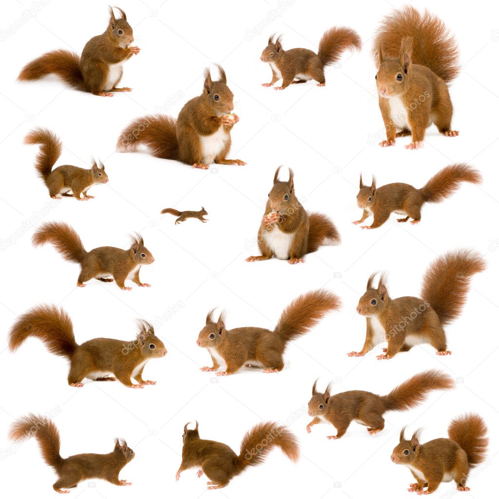 Detail Squirrel Images Free Nomer 42