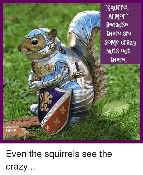 Detail Squirrel In Armor Meme Nomer 13