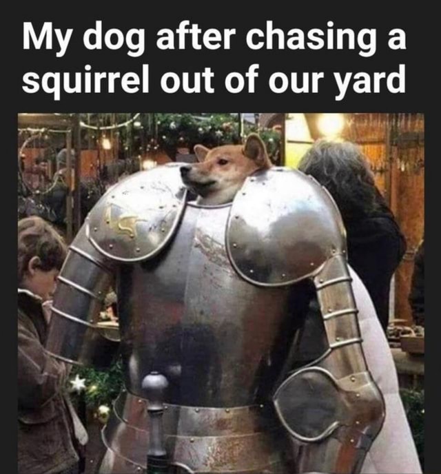 Detail Squirrel In Armor Meme Nomer 15