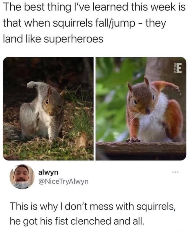 Detail Squirrel In Armor Meme Nomer 20