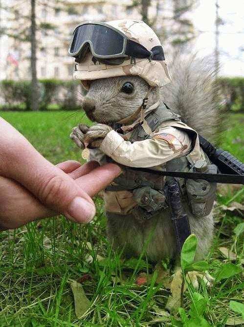 Detail Squirrel In Armor Meme Nomer 41