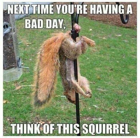 Squirrel Meme Nuts - KibrisPDR