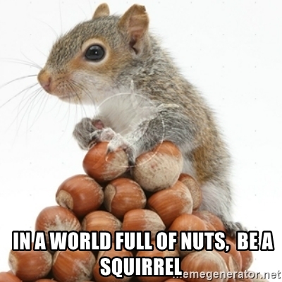 Detail Squirrel Meme Nuts Nomer 25