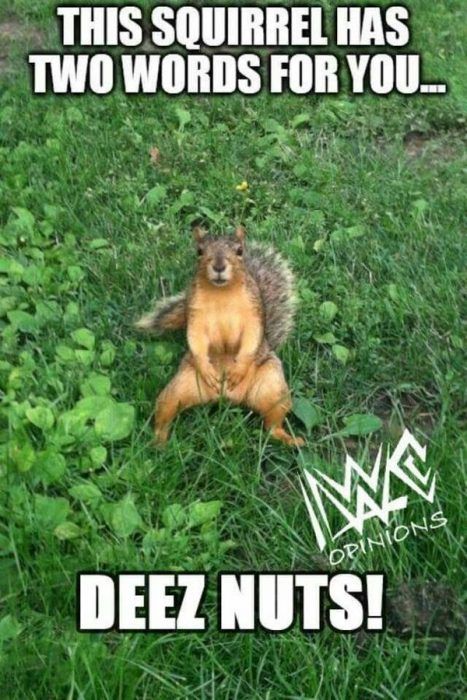 Detail Squirrel Meme Nuts Nomer 5