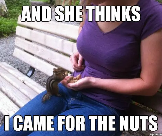 Detail Squirrel Meme Nuts Nomer 38