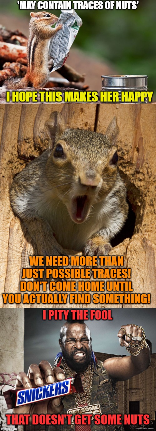 Detail Squirrel Meme Nuts Nomer 39