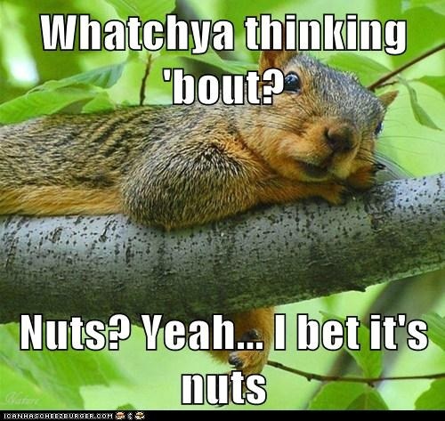 Detail Squirrel Meme Nuts Nomer 45