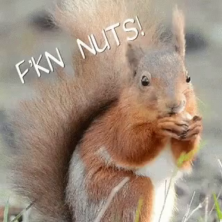 Detail Squirrel Meme Nuts Nomer 47