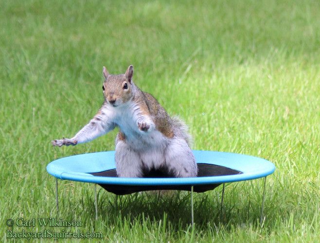 Squirrel On A Trampoline - KibrisPDR