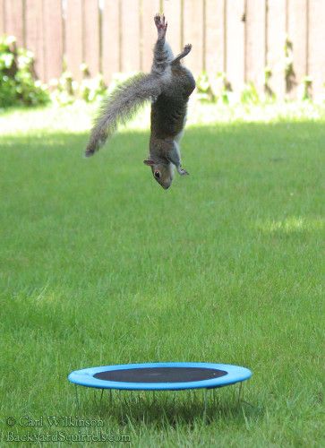 Detail Squirrel On A Trampoline Nomer 3