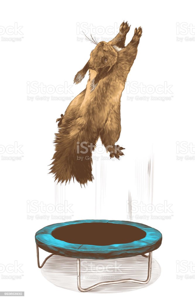 Detail Squirrel On A Trampoline Nomer 20