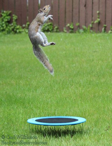 Detail Squirrel On A Trampoline Nomer 4