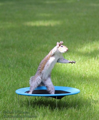 Detail Squirrel On A Trampoline Nomer 5