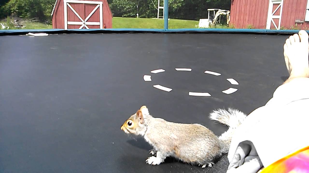 Detail Squirrel On A Trampoline Nomer 6