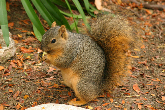 Detail Squirrel Pictures Nomer 21