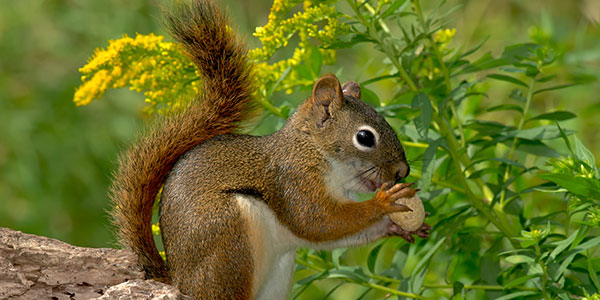 Detail Squirrel Pictures Nomer 47