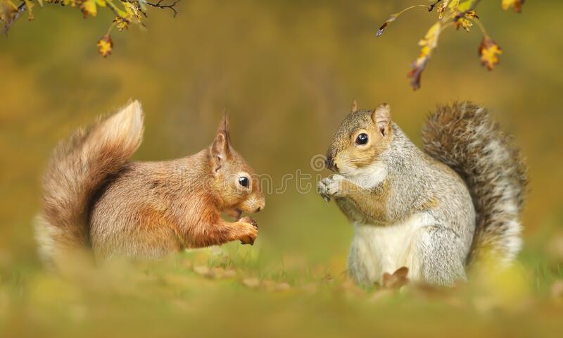 Detail Squirrel Pictures Free Nomer 14