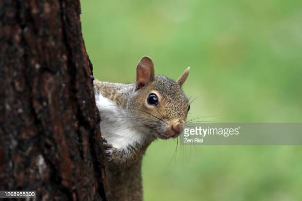 Detail Squirrel Pictures Free Nomer 48