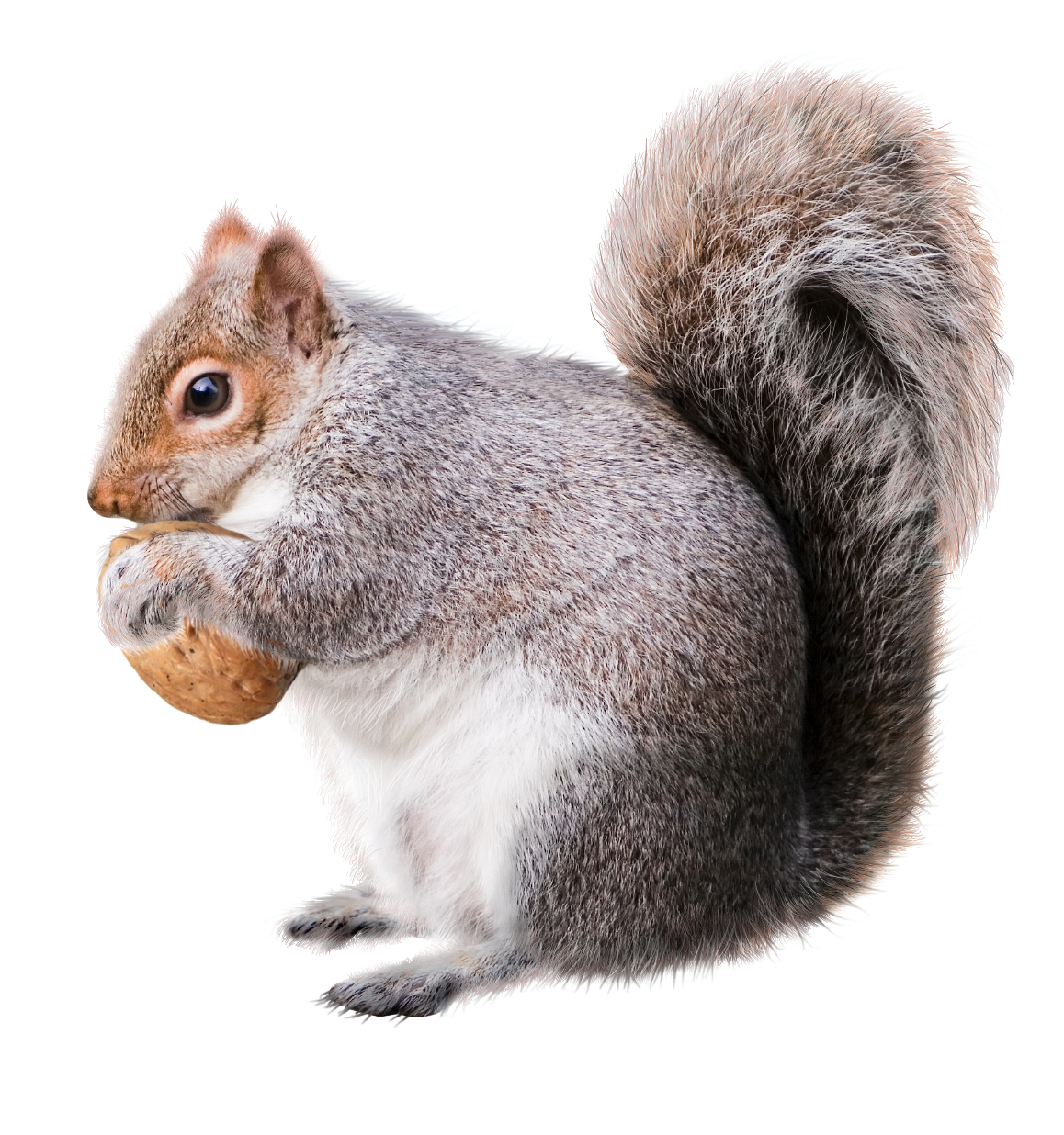 Detail Squirrel Png Nomer 17