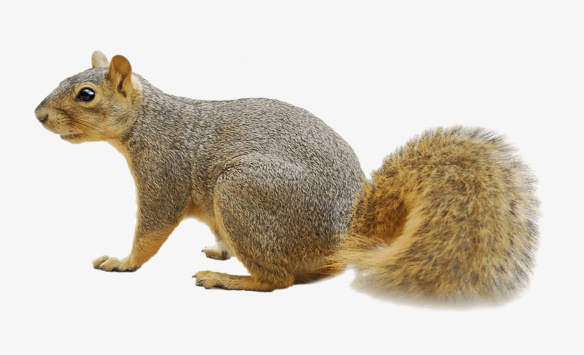 Detail Squirrel Png Nomer 33