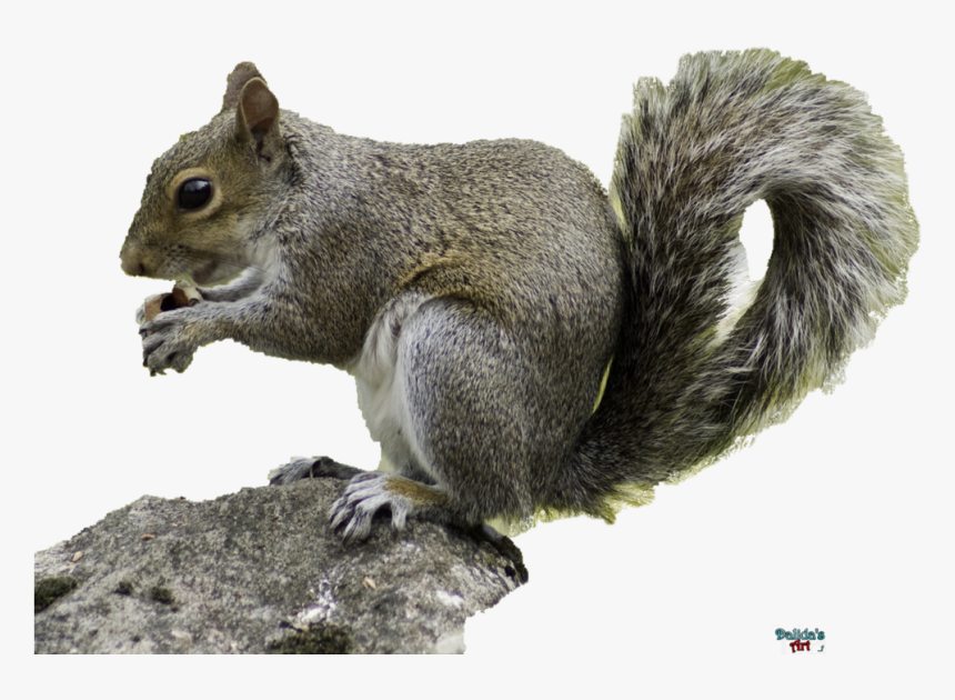 Detail Squirrel Png Nomer 42