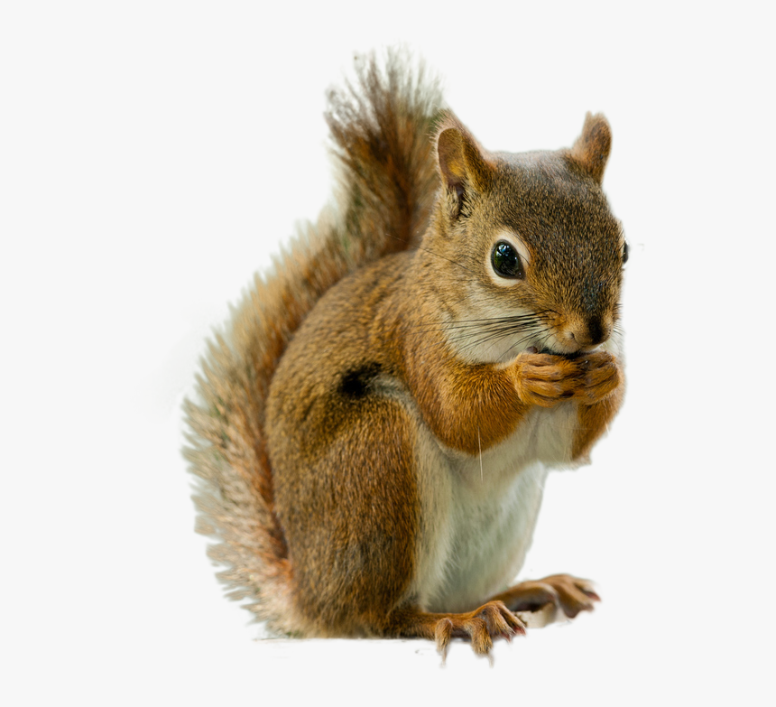 Squirrel Transparent - KibrisPDR