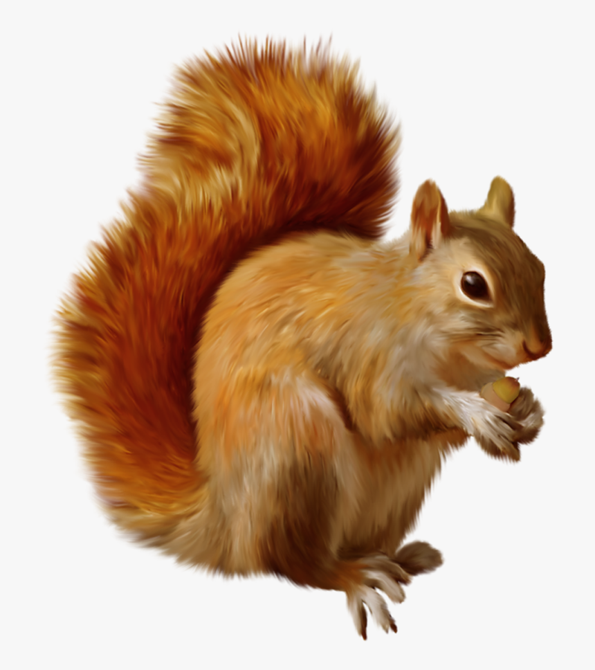 Detail Squirrel Transparent Nomer 17