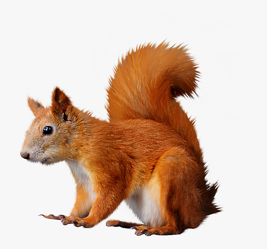 Download Squirrel Transparent Nomer 27