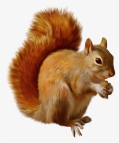 Detail Squirrel Transparent Background Nomer 12