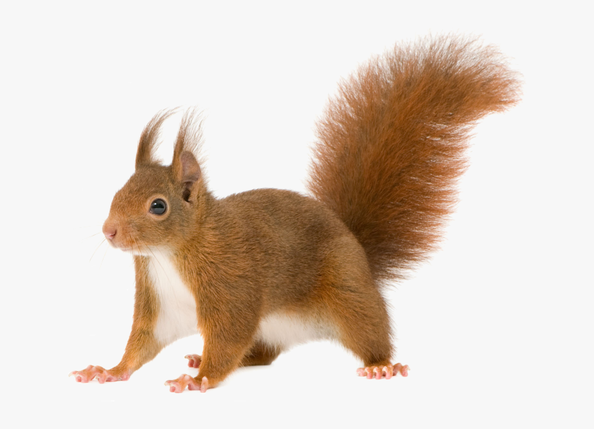 Detail Squirrel Transparent Background Nomer 14
