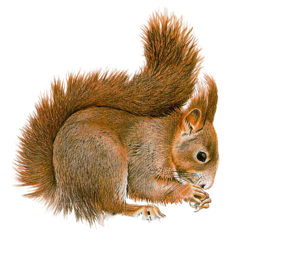 Detail Squirrel Transparent Background Nomer 15