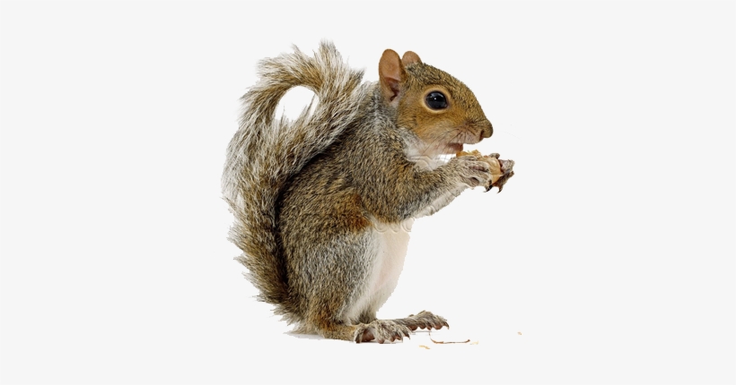 Detail Squirrel Transparent Background Nomer 2