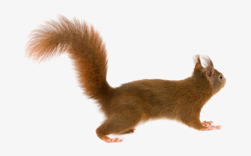 Detail Squirrel Transparent Background Nomer 22