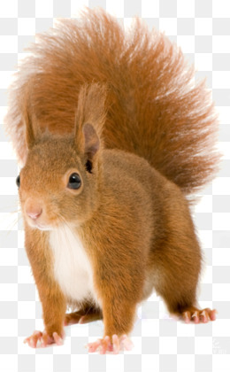 Detail Squirrel Transparent Background Nomer 25