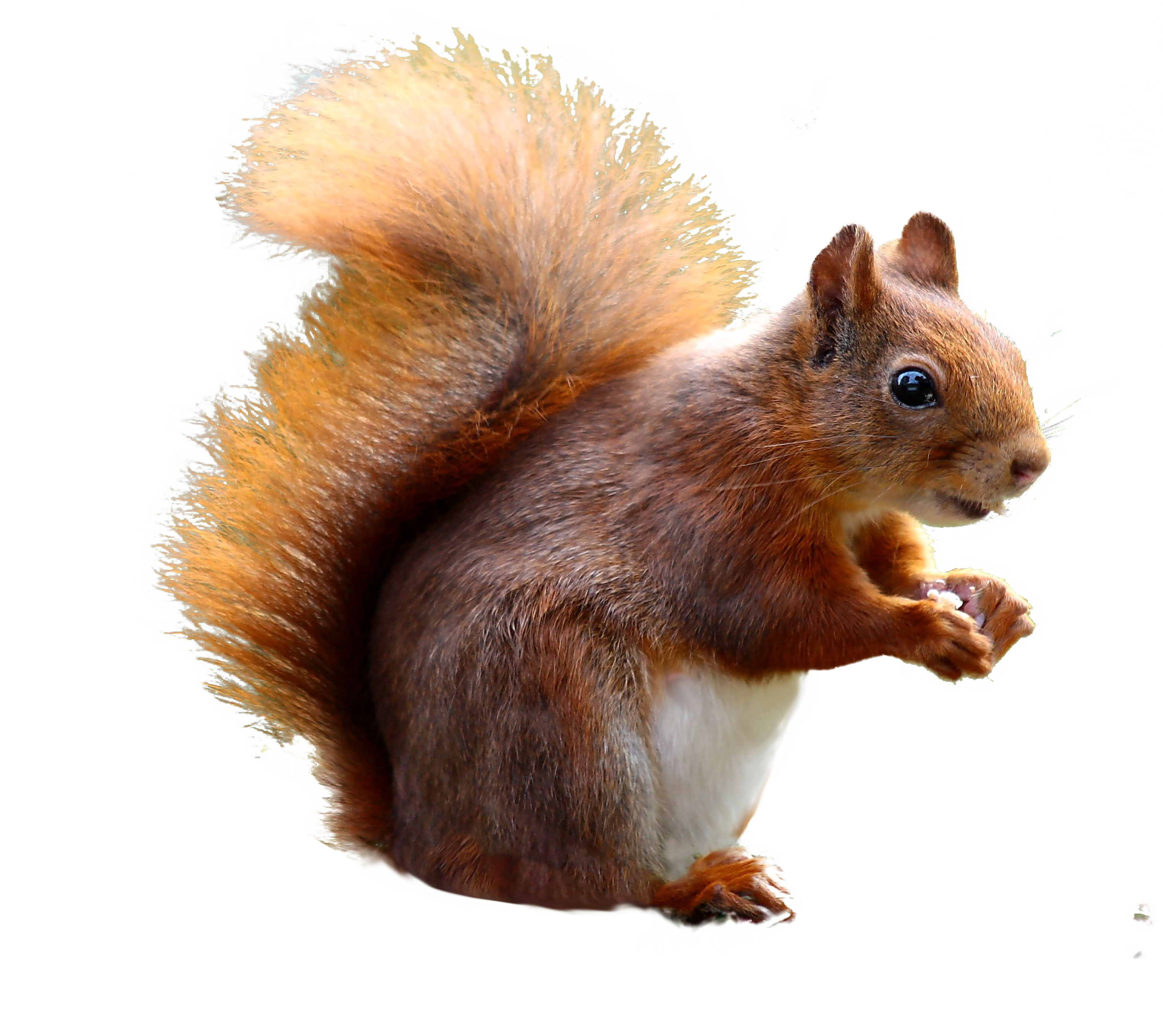 Detail Squirrel Transparent Background Nomer 3