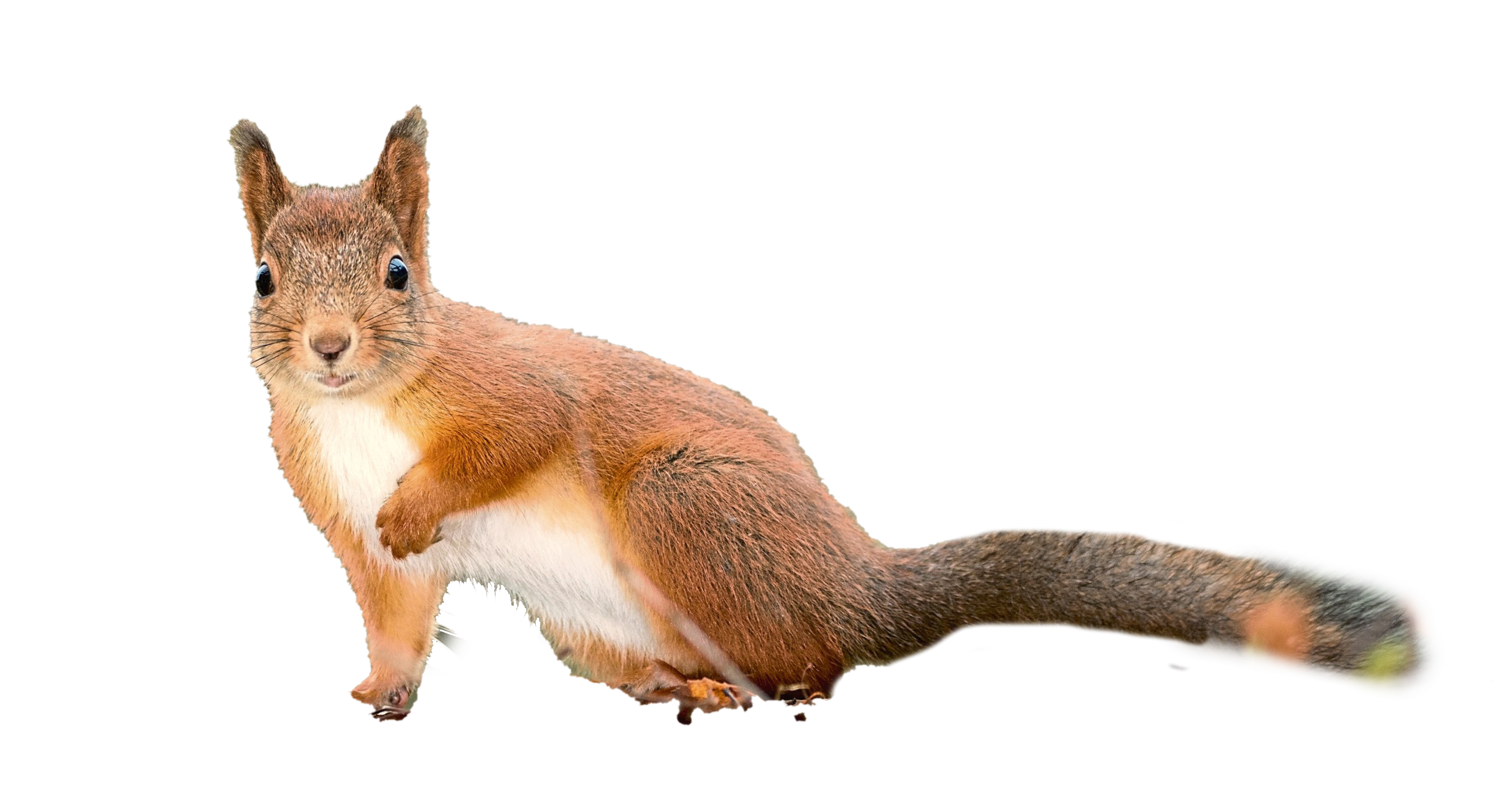 Detail Squirrel Transparent Background Nomer 31