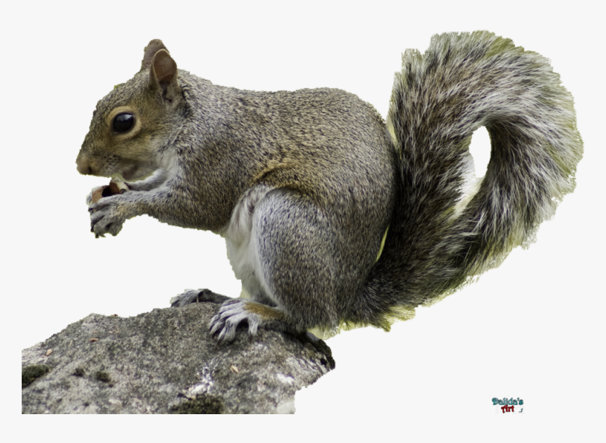 Detail Squirrel Transparent Background Nomer 32