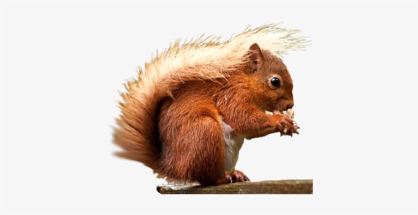 Detail Squirrel Transparent Background Nomer 37