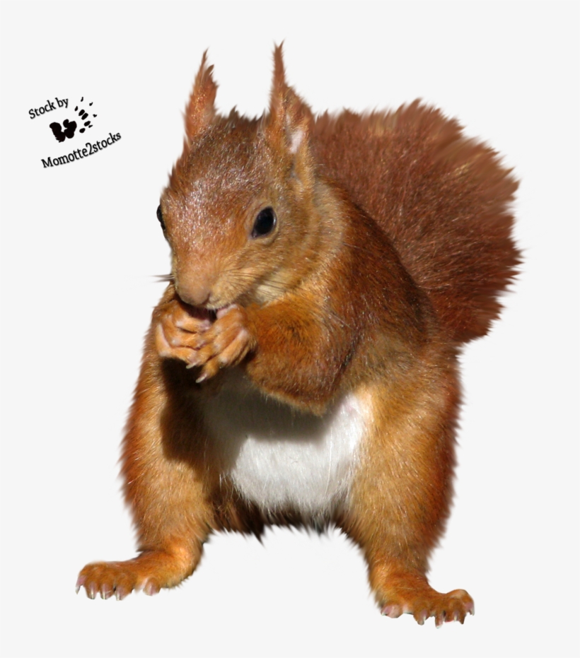 Detail Squirrel Transparent Background Nomer 39