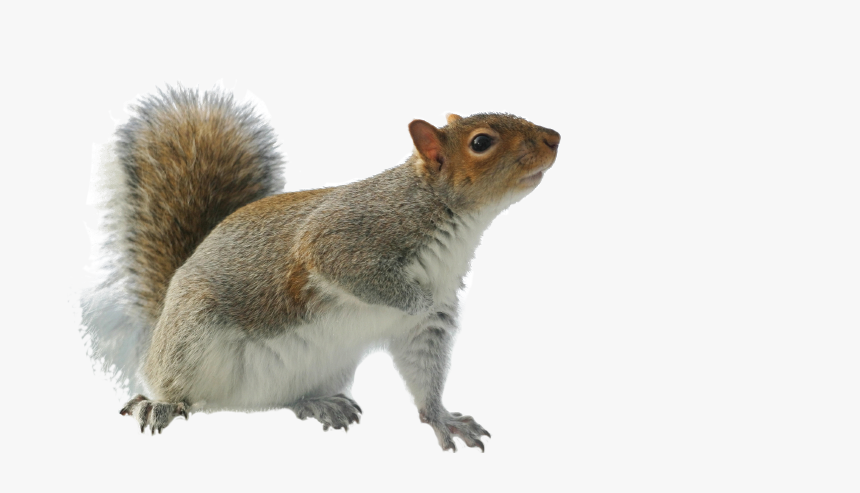 Detail Squirrel Transparent Background Nomer 5