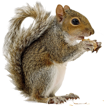 Detail Squirrel Transparent Background Nomer 49