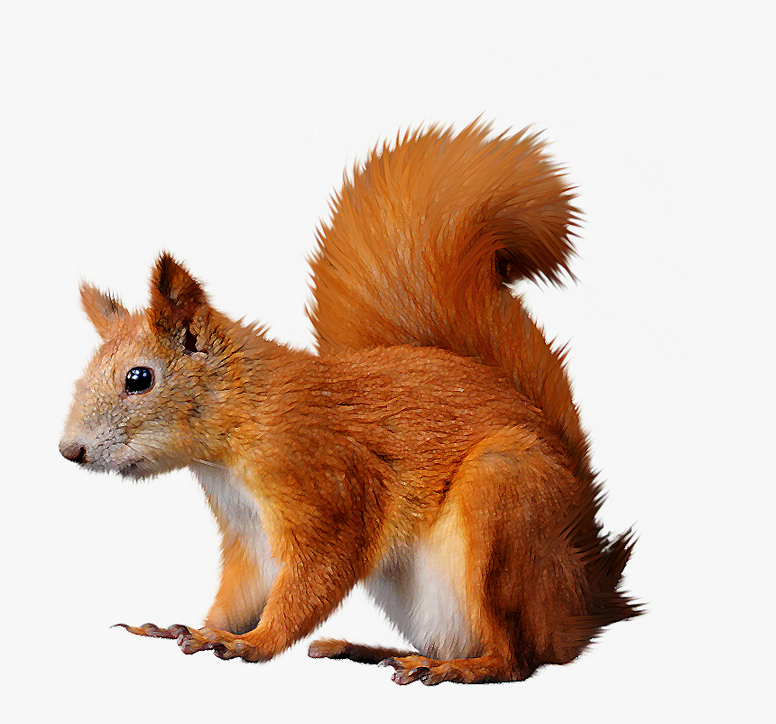 Detail Squirrel Transparent Background Nomer 51